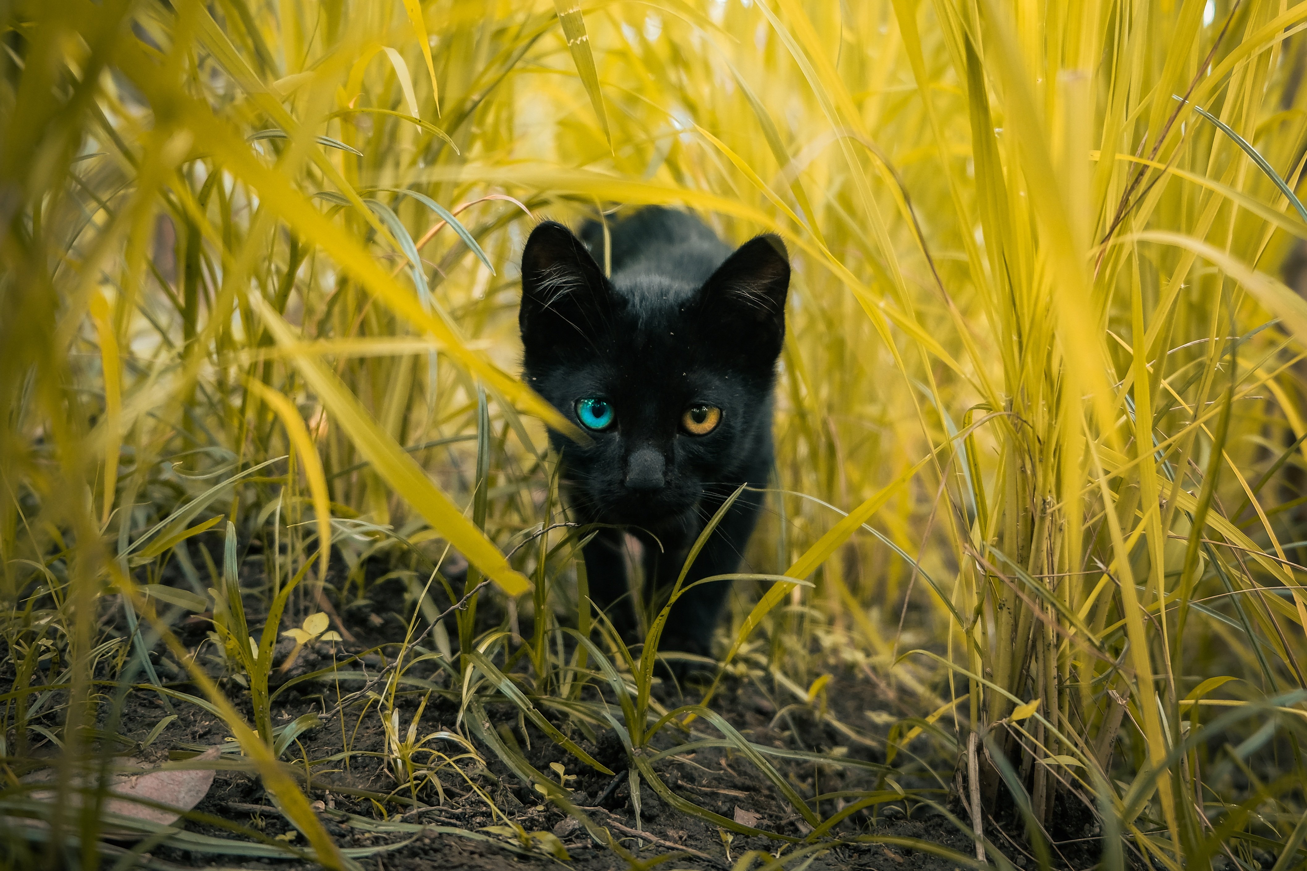 Forest cat original image