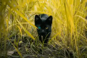Forest cat compressed to 10KB