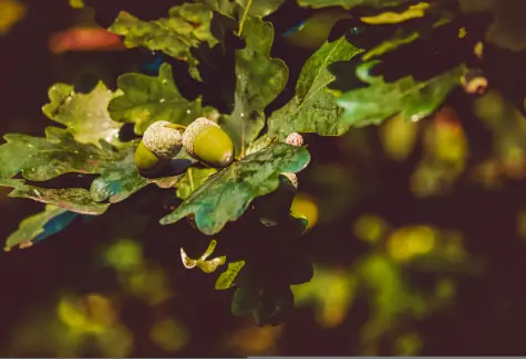 Oak leaves and acorns compressed to 20KB Balanced