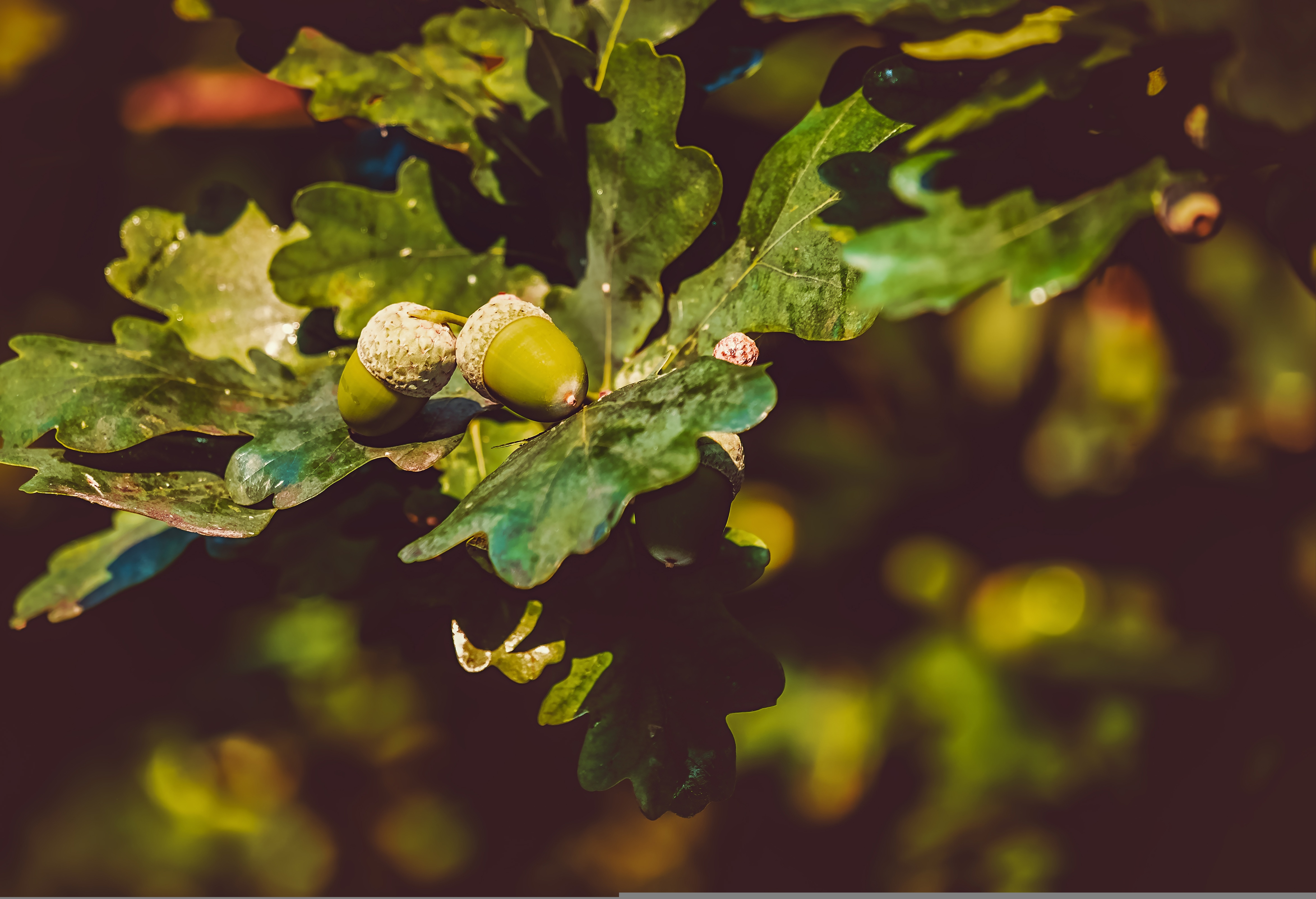 Oak leaves and acorns original image