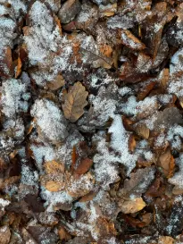 Snow covered dry leaves compressed to 20KB Balanced